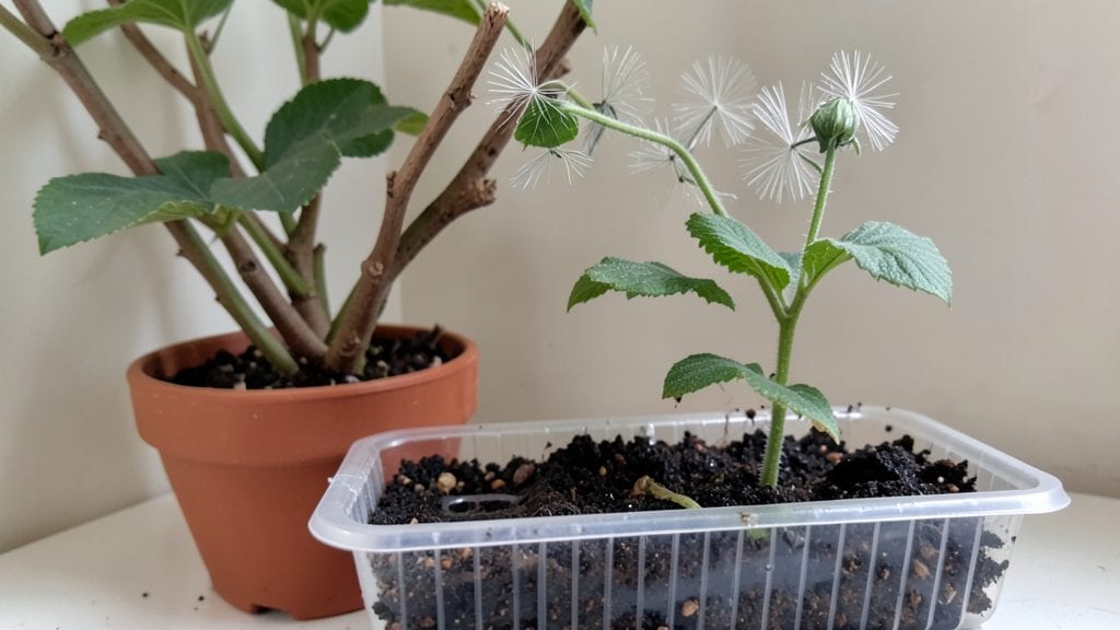 Clematis Seeds Germination: Layered Chill and Moisture for 90% Success